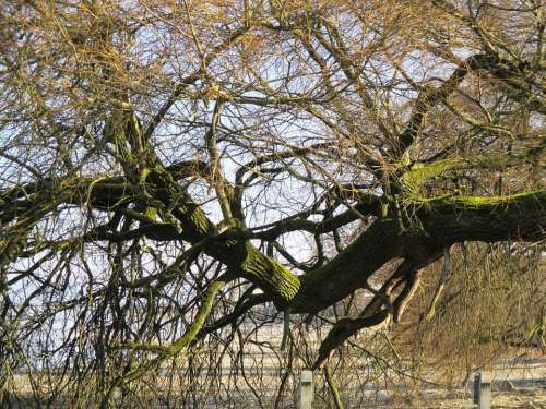 Tree Log Bark Aesthetic Bent Branches Moss