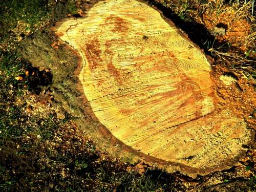 Tree Log Bark Like Annual Rings Sawdust