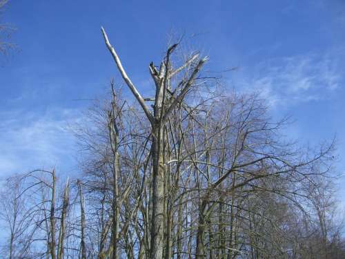 Tree Top Break Storm Damage Fracture Storm Log