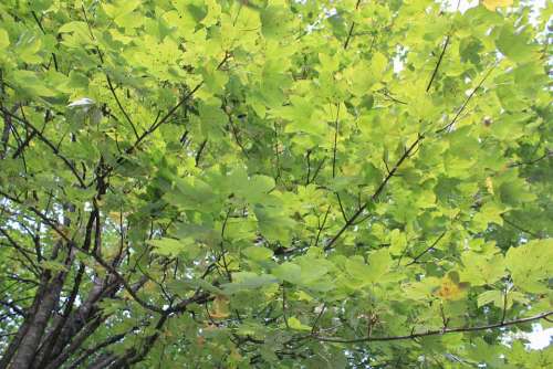 Tree Leaves Summer