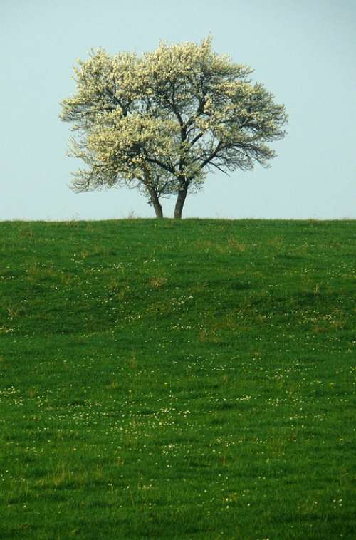 Tree Solitude Nature Isolated Form