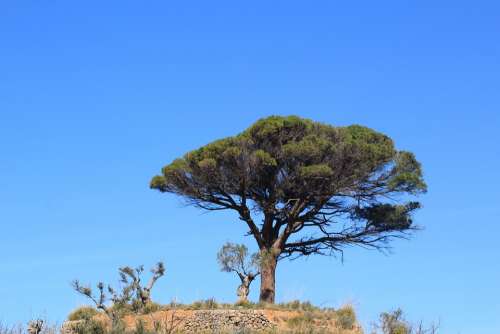 Tree Landscape Mallorca Hike Outlook South
