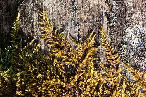 Tree Log Like Traces Weathered Nature Plant