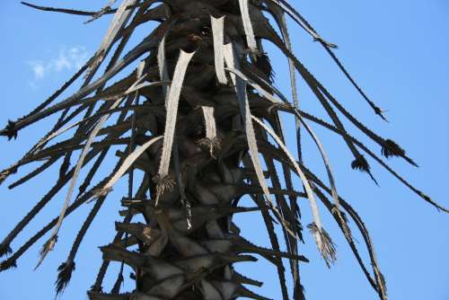 Tree Palm Trunk Stubs Stalks Scales Leaf Remnants