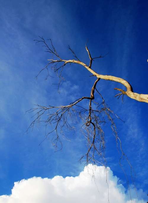 Tree Dry Twigs Branches Cloud White Bulky Sky