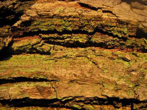 Tree Bark Rough Textured Cracked Moss Green