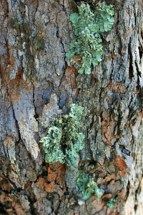 Tree Trunk Lichen Curly Green Symbiosis