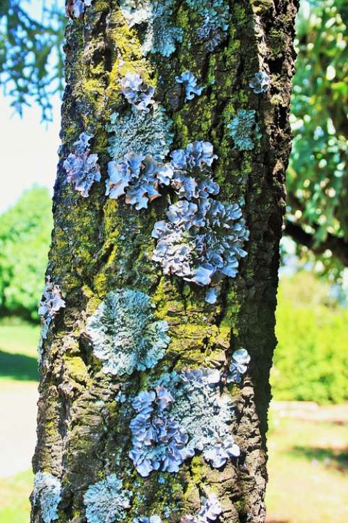 Tree Trunk Lichen Curly Symbiosis Fungus