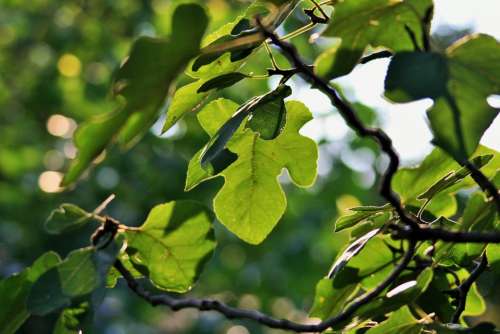 Tree Fig Leaves Overhang Green Light