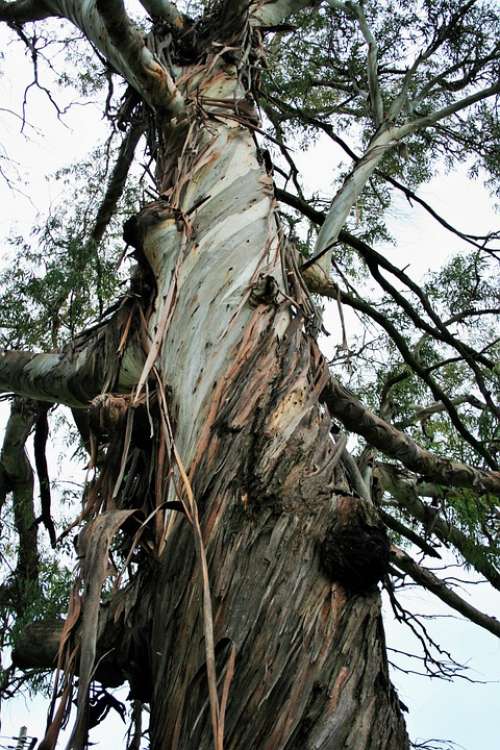 Tree Eucalyptus Trunk Bark Strips Frayed