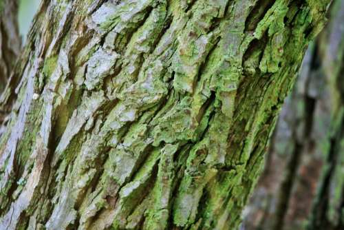 Tree Trunk Bark Rough Textured Moss