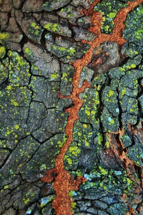 Tree Trunk Bark Lichen Moss Crevice Soil Red