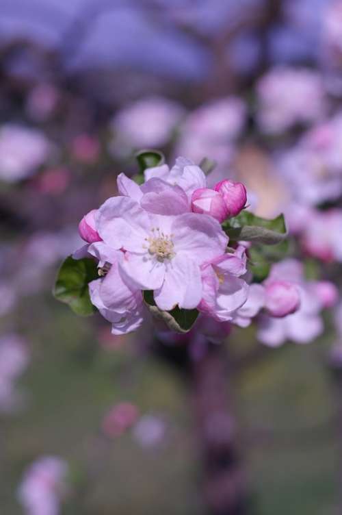 Tree Apricot Blossom Bloom Pink Flowers Bud