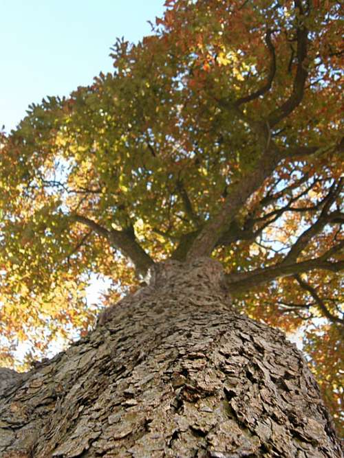 Tree The Bark Foliage Autumn