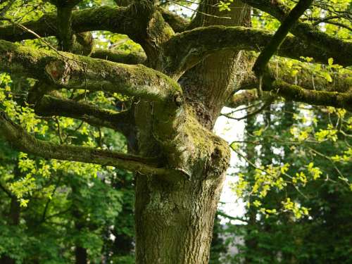 Tree Old Tree Gnarled Moss Log