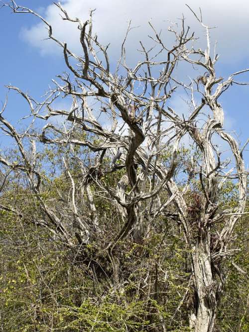 Tree Gnarled Old Branches Dead Broken Wood Arid