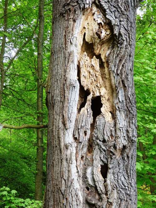 Tree Holes Destroyed Trunk Nature Forest The Bark