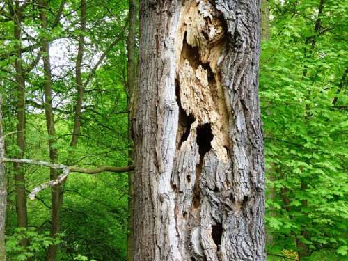 Tree Holes Destroyed Trunk Nature Forest The Bark
