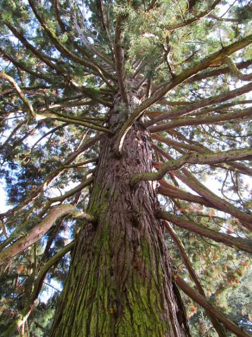 Tree Forest Old Tree Nature