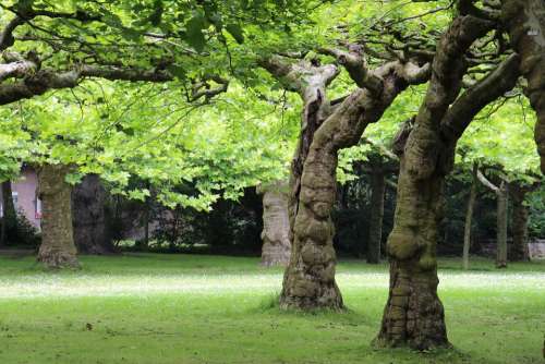 Tree Trees Log Bark Aesthetic Nature Landscape