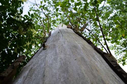 Tree Log Bark Aesthetic Nature Sky