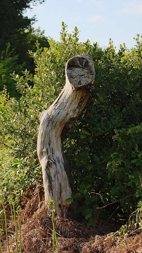 Tree Trunk Dead Tree Wood Green Blue Nature