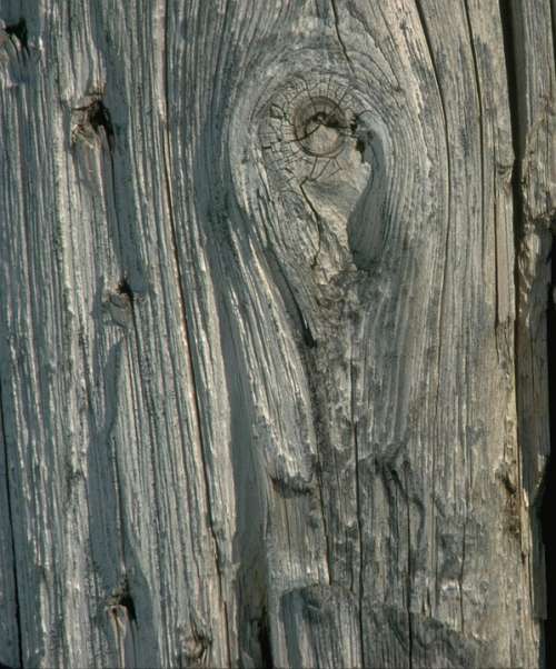 Tree Wood Knot Bark Timber Texture Grey Gray