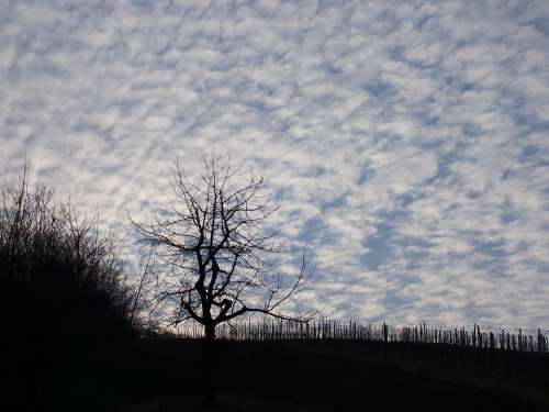 Tree Sky Nature Clouds Mood Rest