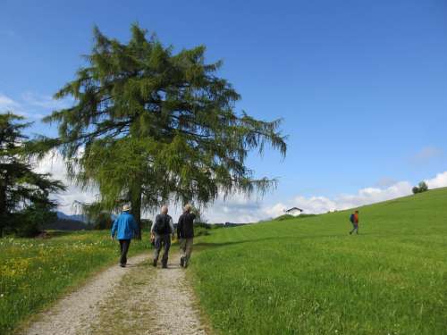 Tree Larch Wanderer Away Meadow Sky Blue