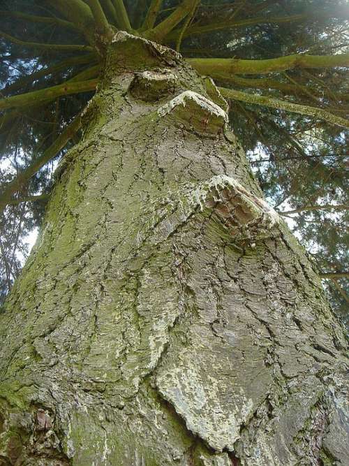 Tree Height Wood Old Crown
