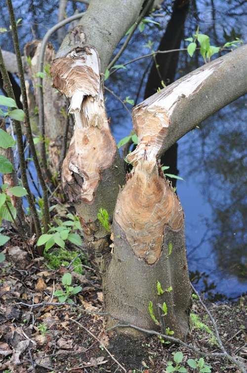 Tree Beaver Water The Destruction Of The Beavers