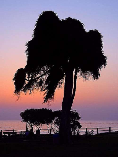 Tree Sunset Landscapes Nature