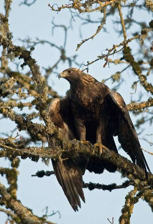 Tree Bird Chrysaetos Aquila Golden Eagle Birds