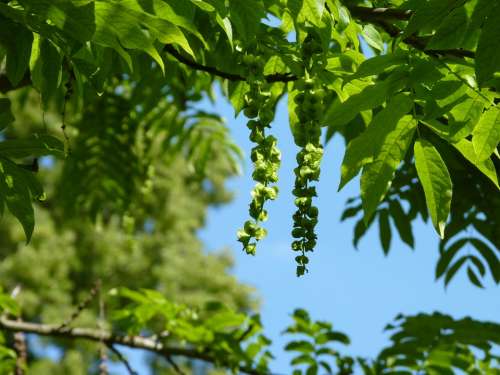 Tree Sky Nature Seeds