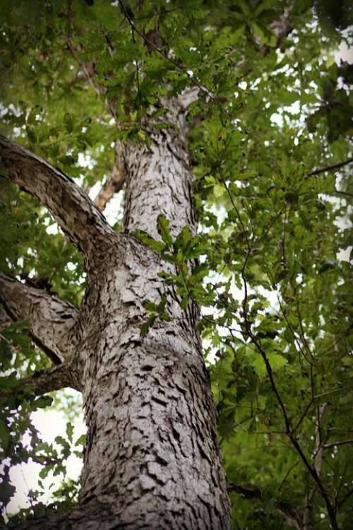 Tree Leaves Green Nature Wood Outdoor Summer