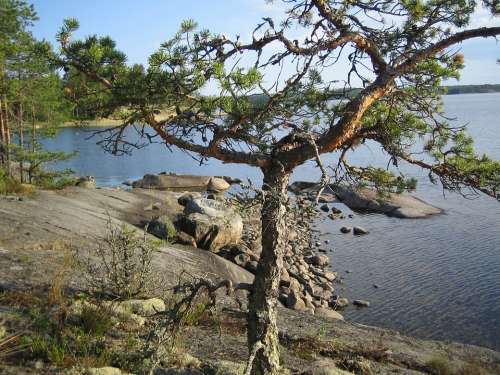 Tree Lake Landscape Nature