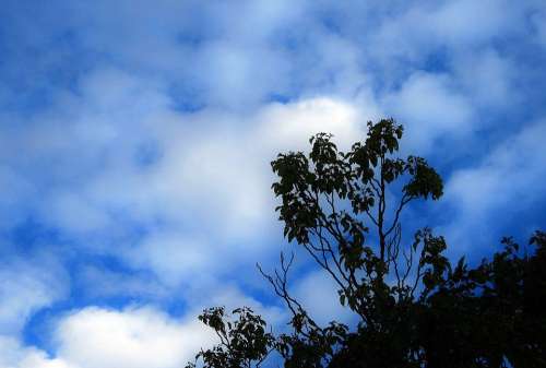 Tree Sky Blue Clouds White Scattered