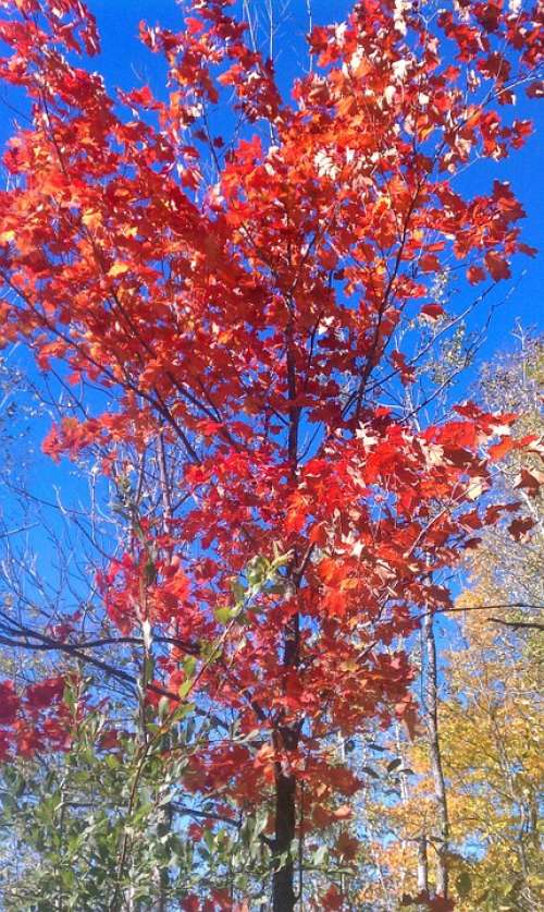 Tree Autumn Red Season Nature Environment
