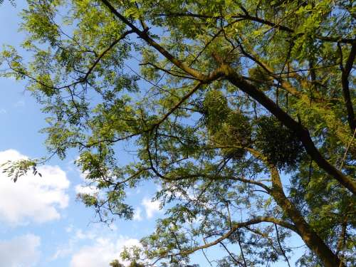 Tree Foliage Branches Clearances Sky Nature Green