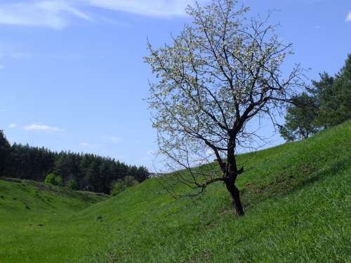 Tree Nature Spring Landscape Trees Bloom