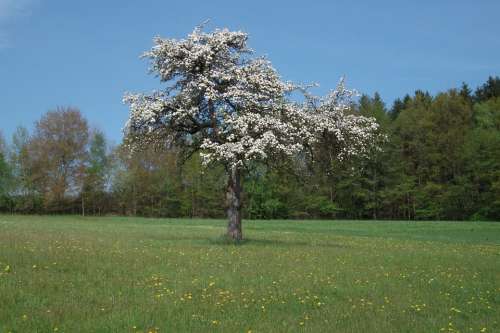 Tree Flowers Apple Blossom Bloom Spring White