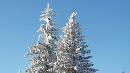 Tree Cold Winter Snow Crow Evergreen Season