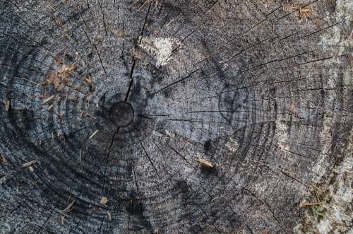 Tree Stump Rings Nature Wood Weathered Brown