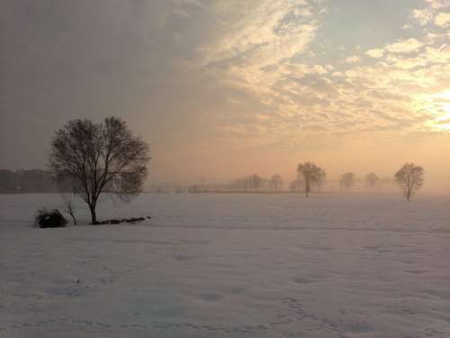 Tree Winter Alone Nature Snow Sunset