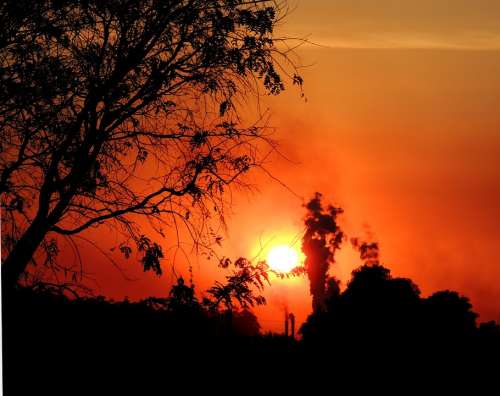 Tree Sol Sunset Against Light Pollution