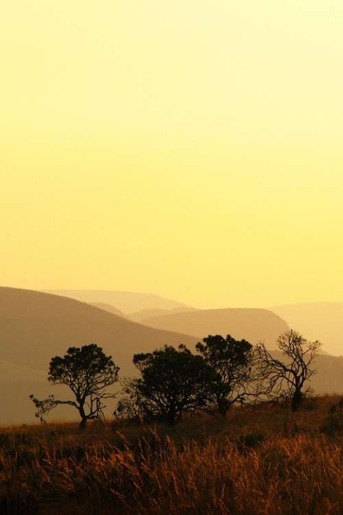 Tree Silhouette Mountains Sunset Yellow Field