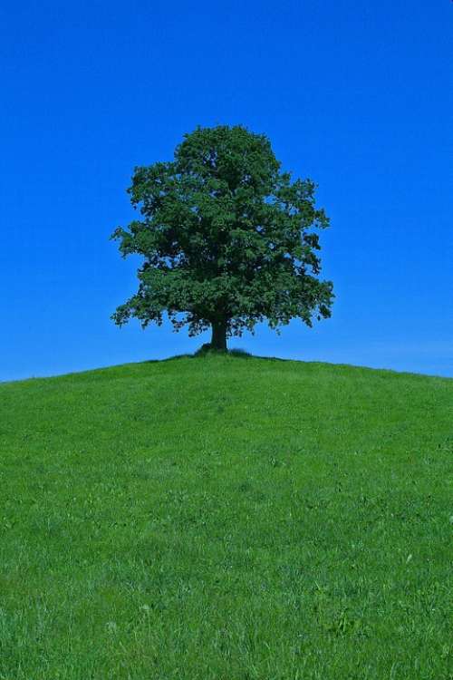 Tree Hill Landscape Nature Scenic Lonely Isolated
