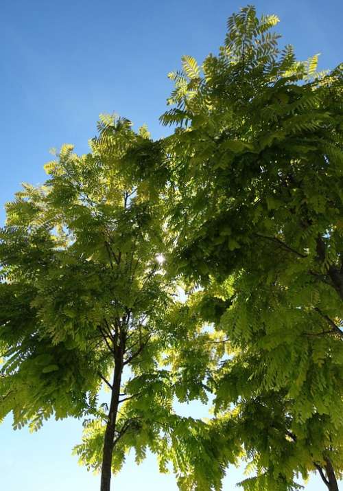 Tree Green Blue Sky Leaves Contrast Skyward