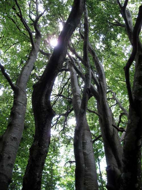 Tree Uplight Forest Trunk Nature Wood Bark