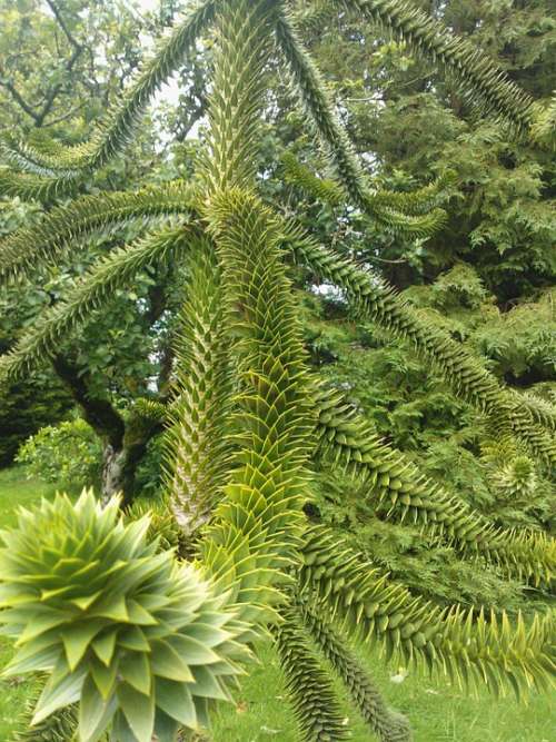Tree Nature Spiky Natural Green Outdoor Plant